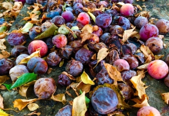 MAJDNEM ELVISELHETETLEN