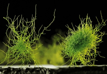 A BIOTECHNOLÓGIA ÉS A FENNTARTHATÓ MEZŐGAZDASÁG