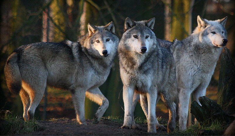 A CSÁSZÁR ÚJ RUHÁJA