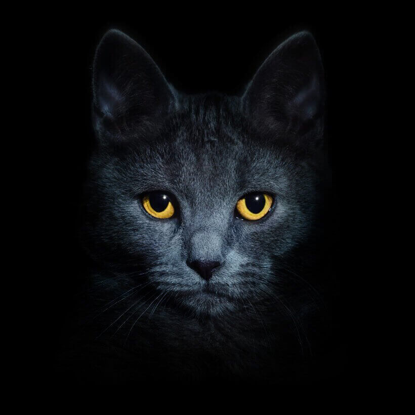 TÁRLATLÁTOGATÁS EGY MACSKA AGYÁBAN