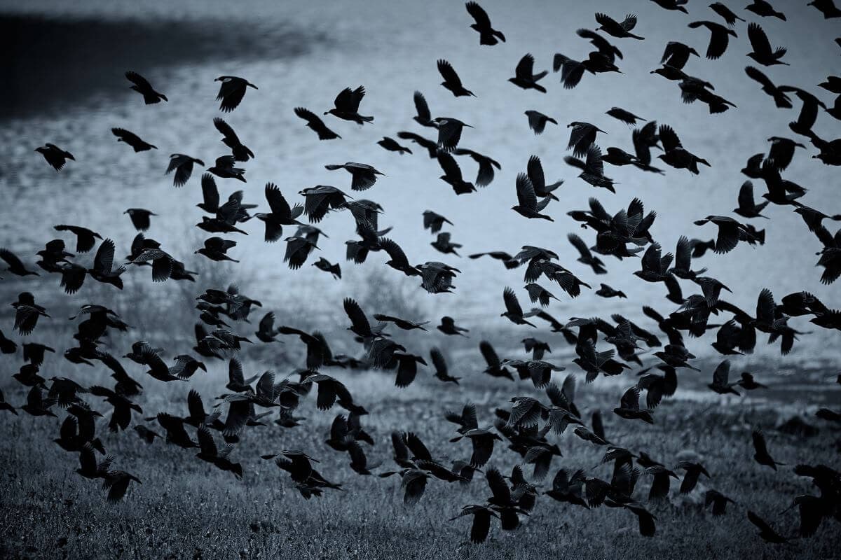 MADÁRHÁZ, HÁZMADÁR