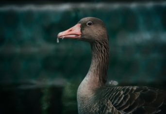 A LÚD IS CSAK EMBER