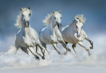 GYAKORNOKI PÁLYÁZAT