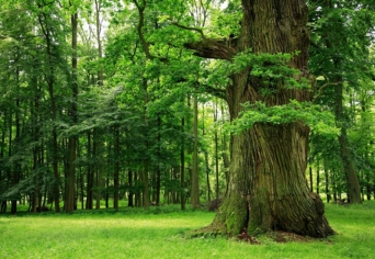 NAGYERDEI TÖLGYEK ALATT