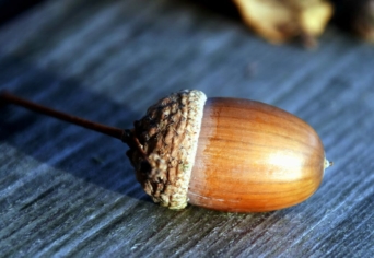 „MIND MAKKOPÁNCSBA BÚ”