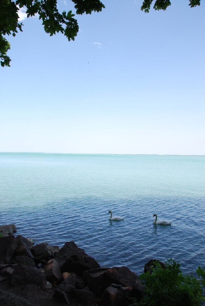 ryanne lai, flickr.com 