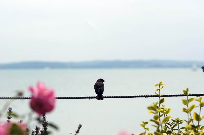 HONNAN JÖNNEK A HULLÁMOK?