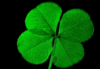 HUNCUT, AKI PANASZKODIK