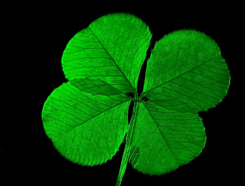 HUNCUT, AKI PANASZKODIK