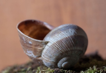 AZ ÚJSZÜLÖTT VERS RUHÁJA, HAJLÉKA