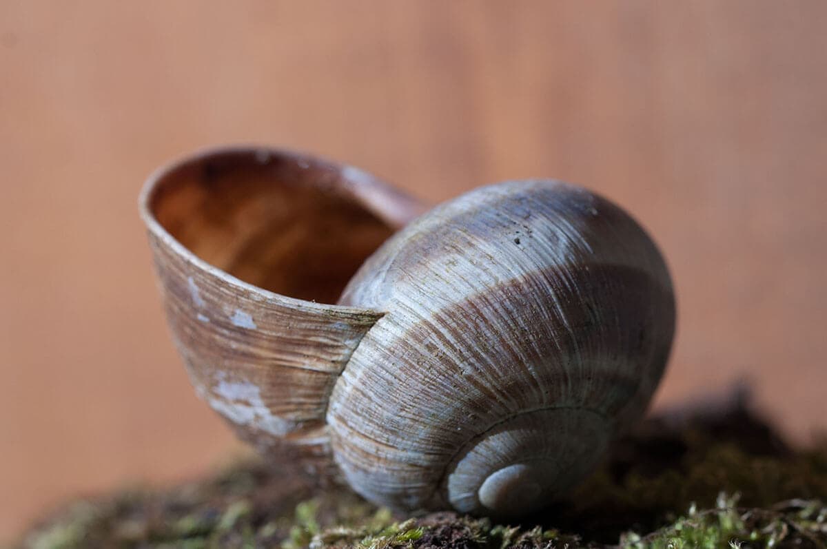 AZ ÚJSZÜLÖTT VERS RUHÁJA, HAJLÉKA