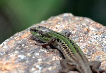 A GIGANTIKUS „KÍSÉRLET”