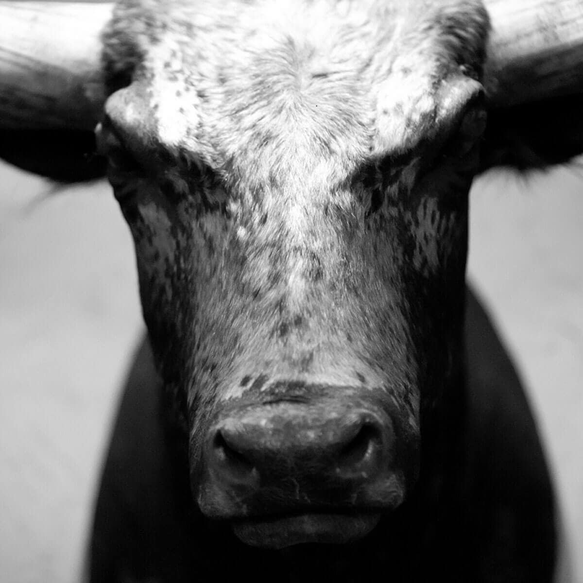 A BÁRÁNYOK HALLGATNAK