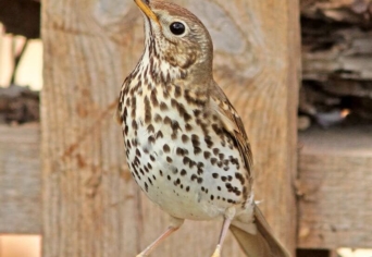 MEDITÁCIÓS VERSIKE