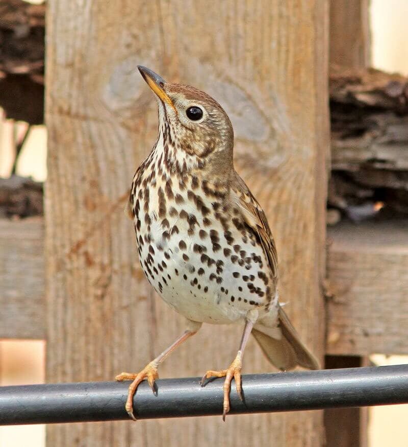MEDITÁCIÓS VERSIKE