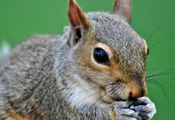 ÖNARCKÉP MÓKUS KOROMBÓL