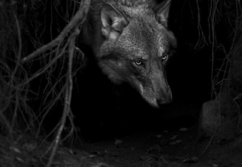 A MÍTOSZ SZEREPE A TUDOMÁNYBAN