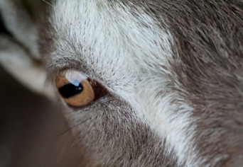 SZILVESZTER ÁLDOZATA