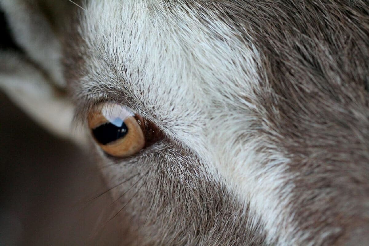 SZILVESZTER ÁLDOZATA