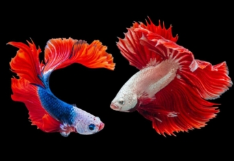 ALKOTÓI PÁLYÁZAT: ARANYHAL