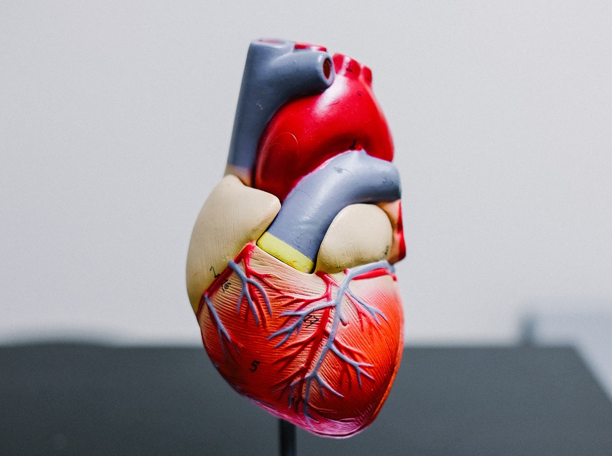 RENDHAGYÓ ANATÓMIA