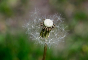 A VADDISZNÓ ÉBRESZTŐÓRÁJA