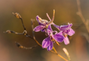 RÉSNYIRE ZÁRT SZEM