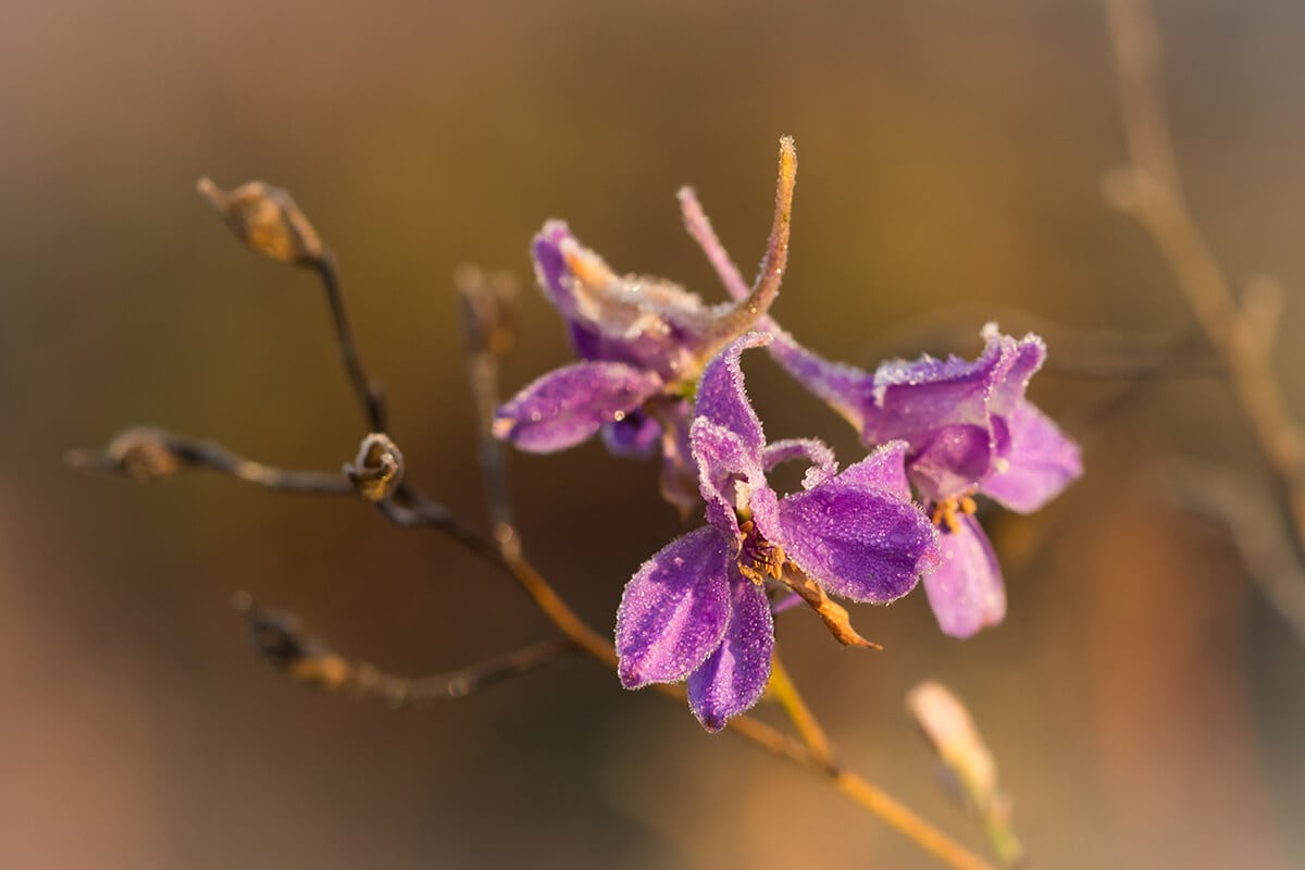 RÉSNYIRE ZÁRT SZEM
