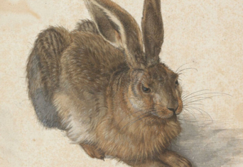 CSAK EGY MEZEI NYÚL