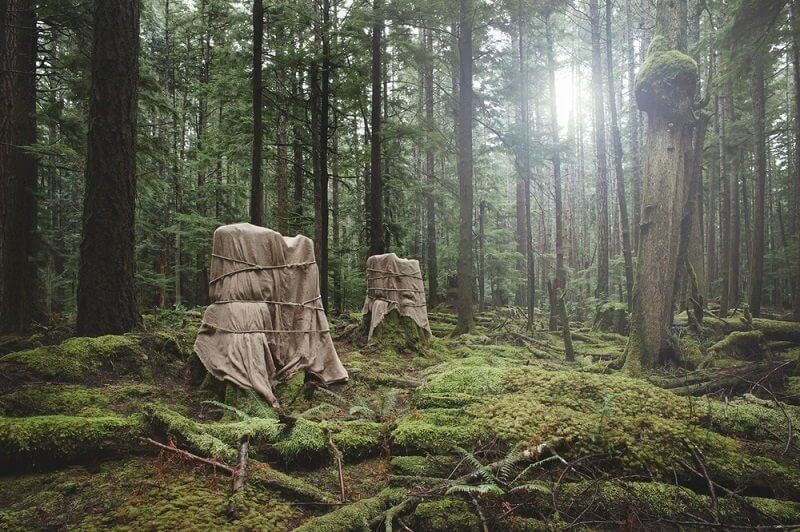 AZ ÖKOLÓGIAI TAPASZTALAT VÁLTOZATAI