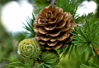 A FENYŐFÁK ÜDVTÖRTÉNETI SZEREPÉRŐL