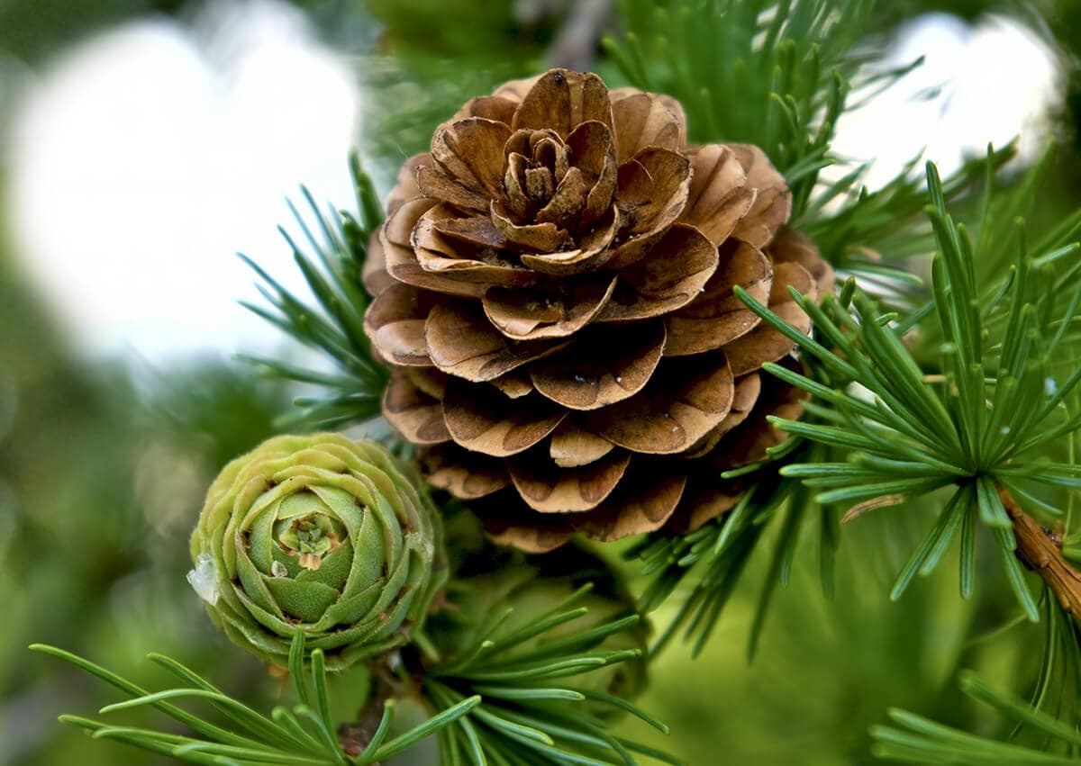 A FENYŐFÁK ÜDVTÖRTÉNETI SZEREPÉRŐL