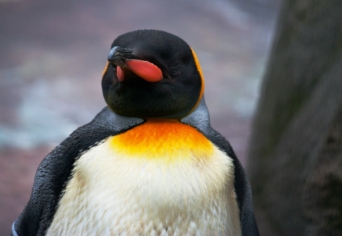 GONDOLKODOM, TEHÁT PINGVIN