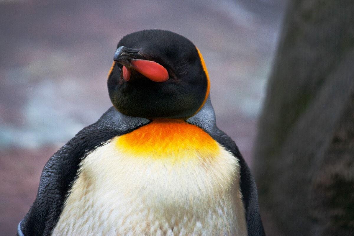 GONDOLKODOM, TEHÁT PINGVIN