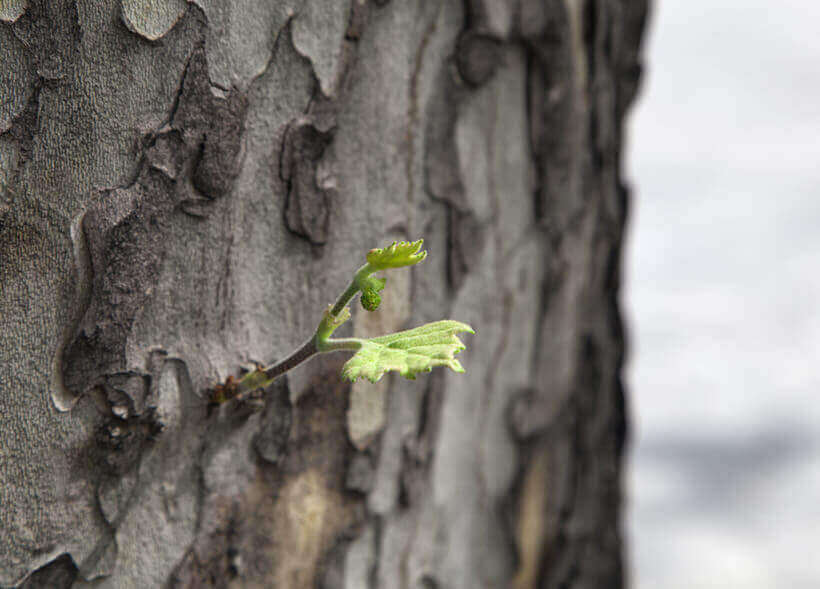 Close-up of an only leaf on a sycamore trunk