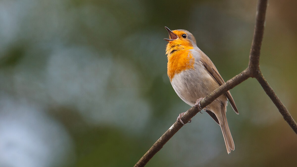 A TENYÉSZET FÖLÖTT