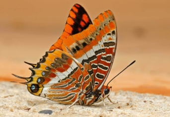 FEKETE NAP PÁRKERESÉSRE