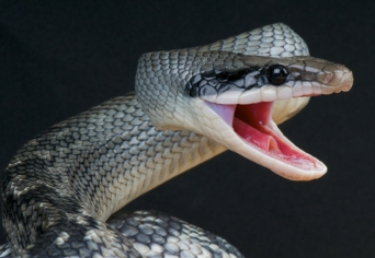 ERDEI SIKLÓ PANASZA