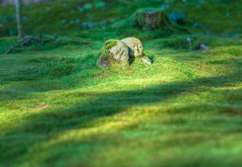 HOGYAN KELL TÖNKRETENNI AZ ÉLŐVILÁGOT