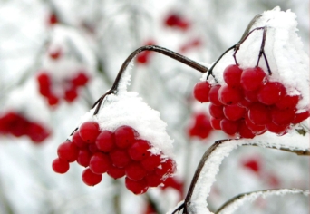 BORISZ PASZTERNAK ÉS A NEVETŐ BERKENYEFA