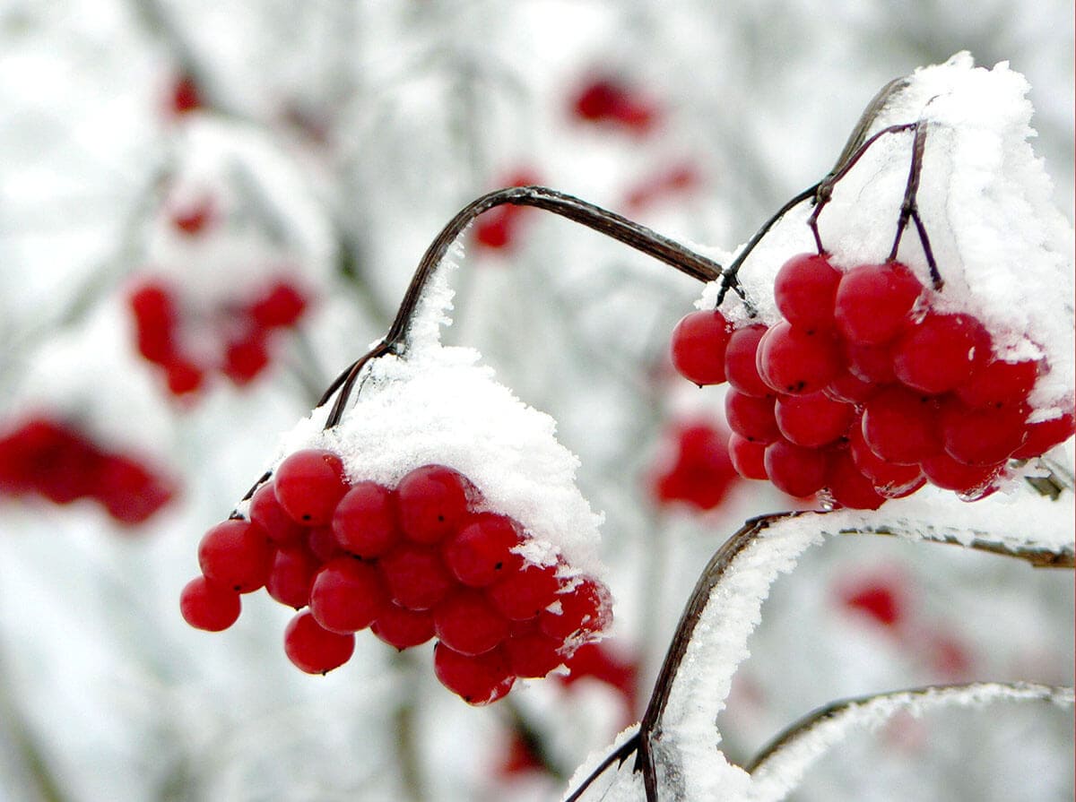 BORISZ PASZTERNAK ÉS A NEVETŐ BERKENYEFA