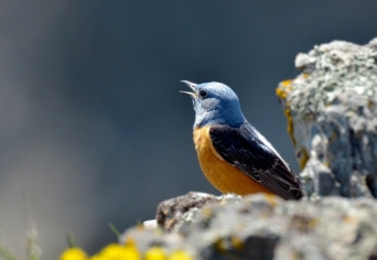 A SZÜRKÉSKÉK KÖVIRIGÓ