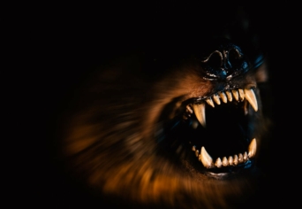 A BIOLÓGIAI GYÖKEREKTŐL A TEREMTÉS KORONÁJÁIG