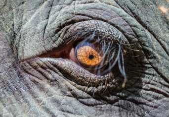 AZ ÖKOPOLITIKA ESÉLYEI