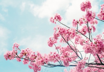 ANGYAL EGY FÖLDRE BORULÓ CSERESZNYEFAÁGON