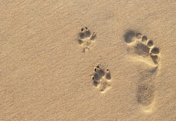 MÁNDRUC ÚR VACSORÁJA