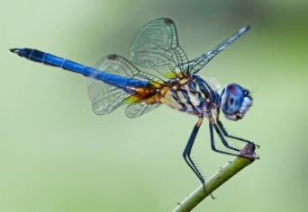 NYERTES INTÉZMÉNYEK