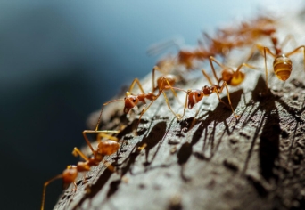 SZÉP SORBAN, FELFELÉ