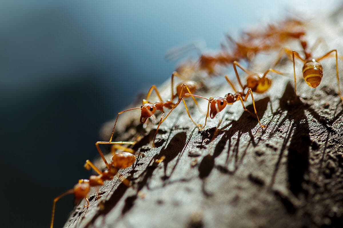 SZÉP SORBAN, FELFELÉ