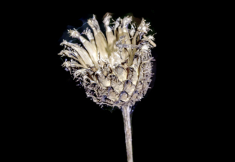 JÁTÉK- ÉS HALÁLVARIÁCIÓK A NOVELLÁBAN